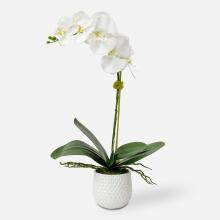 Uttermost 60178 - Uttermost Cami Orchid